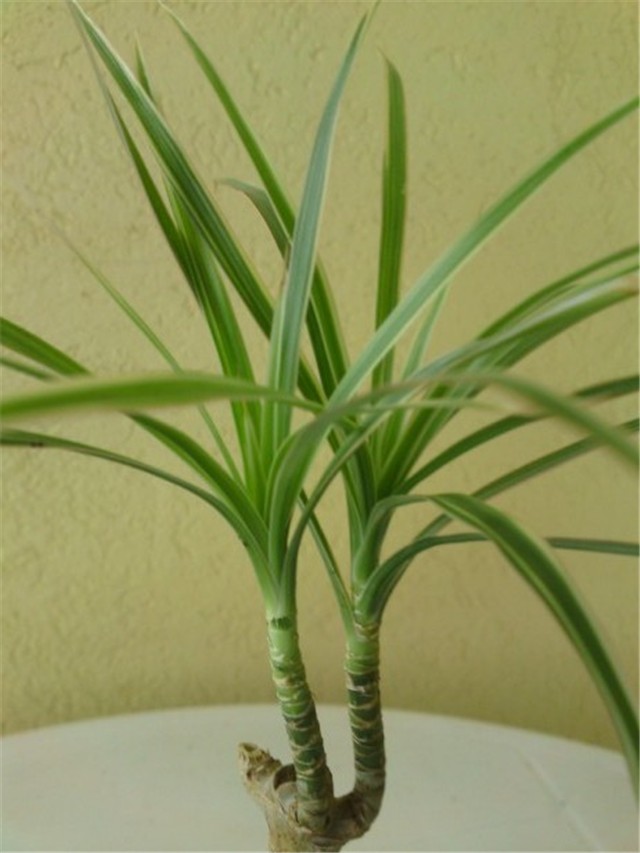 dracena